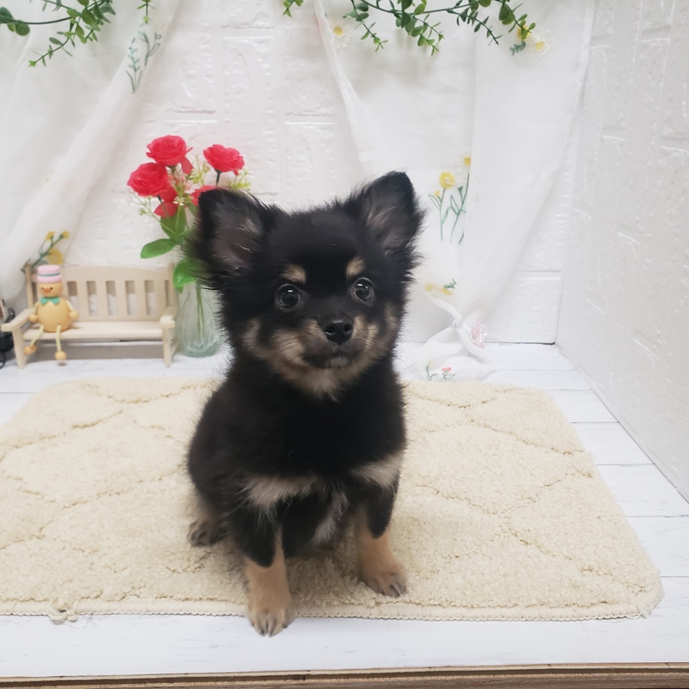 岡山県のポメチワ/チワポメ/ポメチー(ポメラニアン×チワワ) (犬の家＆猫の里岡山店/2026年6月21日生まれ/男の子/ブラックタン)の子犬の2枚目の画像