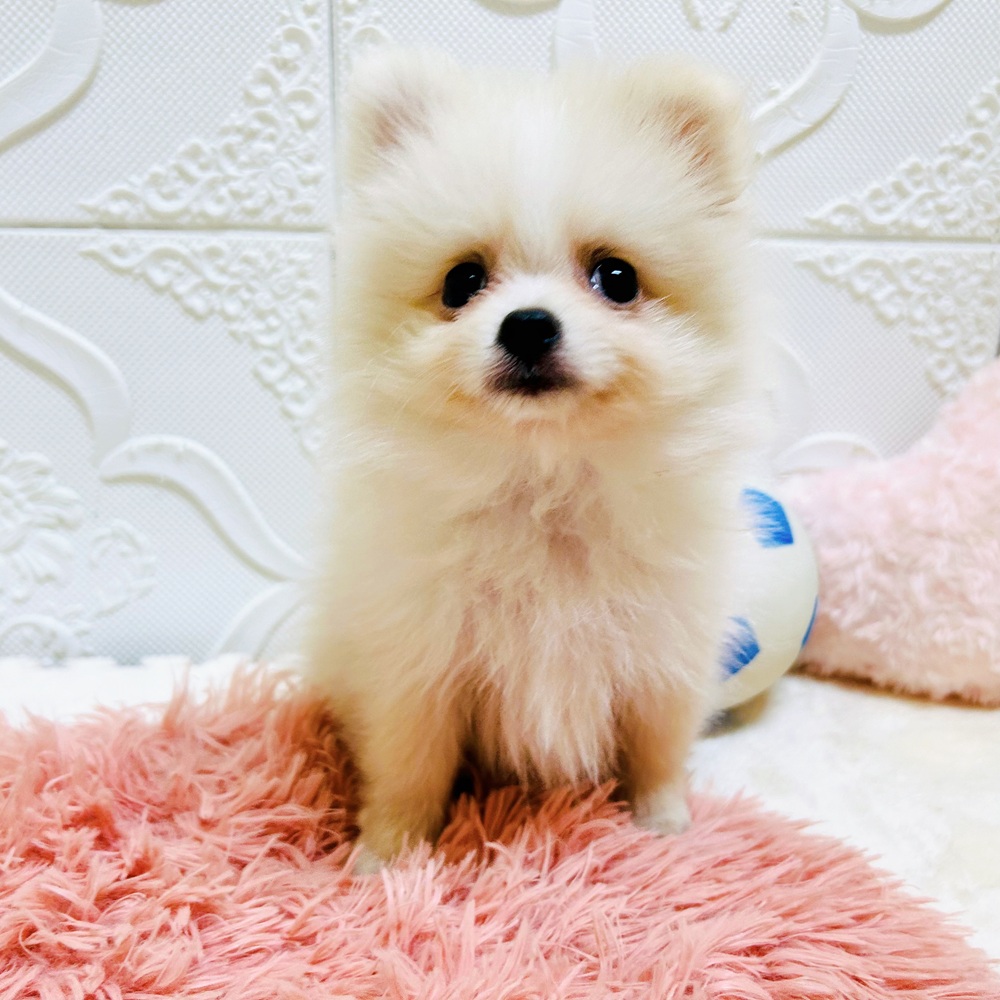 愛知県のポメラニアン (犬の家＆猫の里岡崎店/2026年6月20日生まれ/男の子/クリームホワイト)の子犬の2枚目の画像