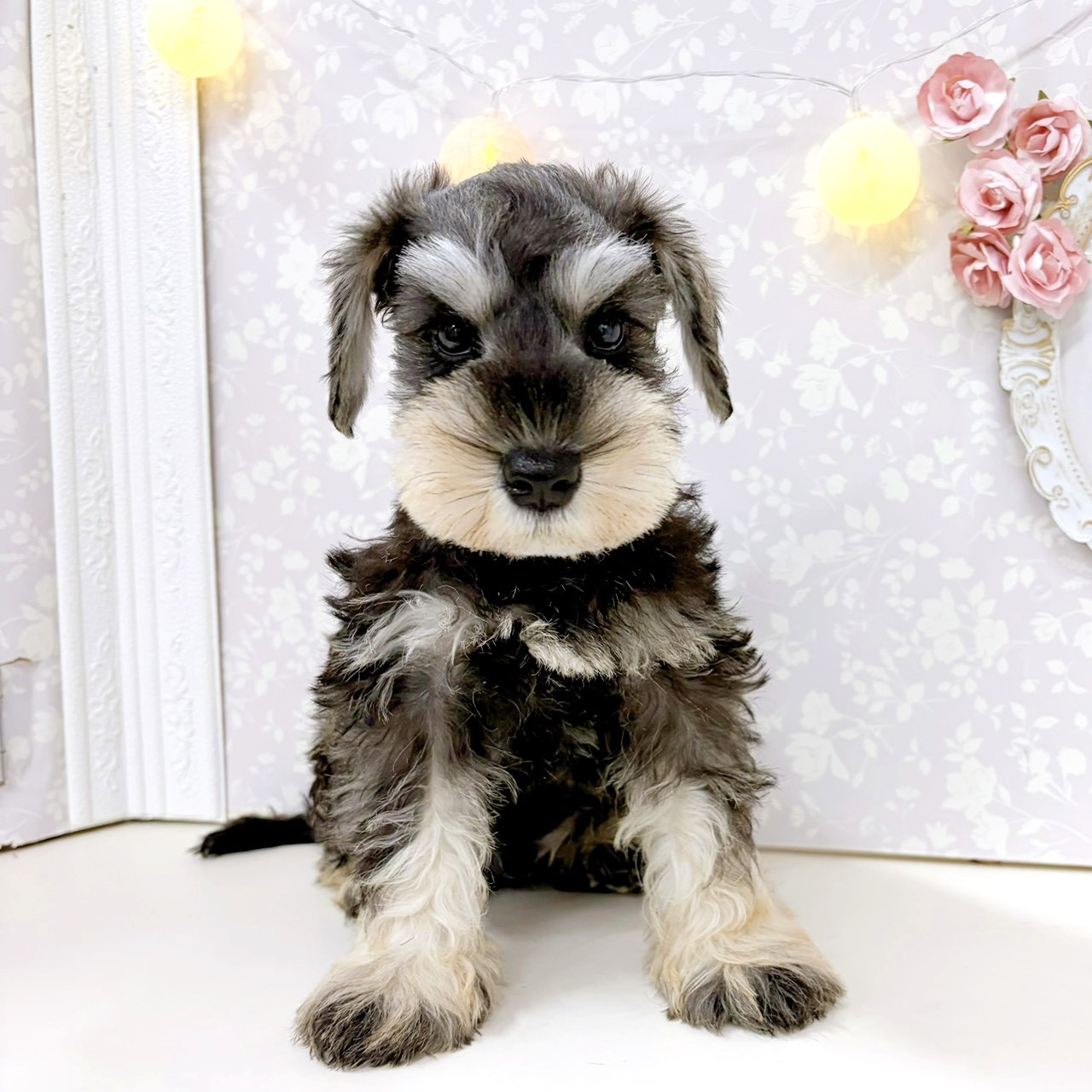 富山県のミニチュアシュナウザー (犬の家＆猫の里アミーゴ高岡蓮花寺店/2026年6月18日生まれ/男の子/ソルトペッパー)の子犬の2枚目の画像