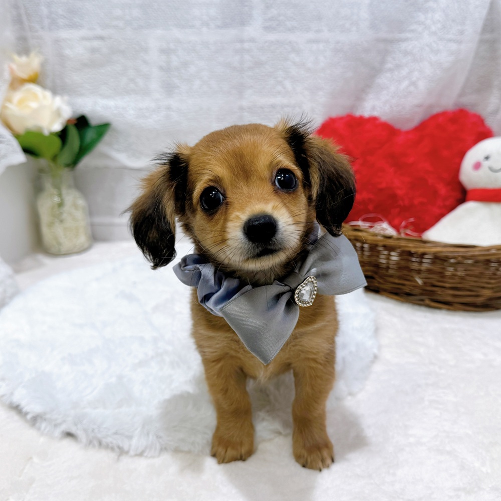 滋賀県のチワックス(チワワ×ダックス) (犬の家＆猫の里長浜店/2026年6月21日生まれ/女の子/レッド)の子犬の2枚目の画像