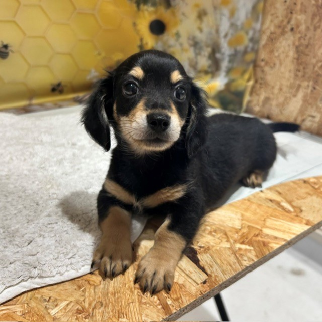 福岡県のチワックス(チワワ×ダックス) (犬の家＆猫の里トリアス久山店/2026年6月21日生まれ/男の子/ブラックタン)の子犬の2枚目の画像
