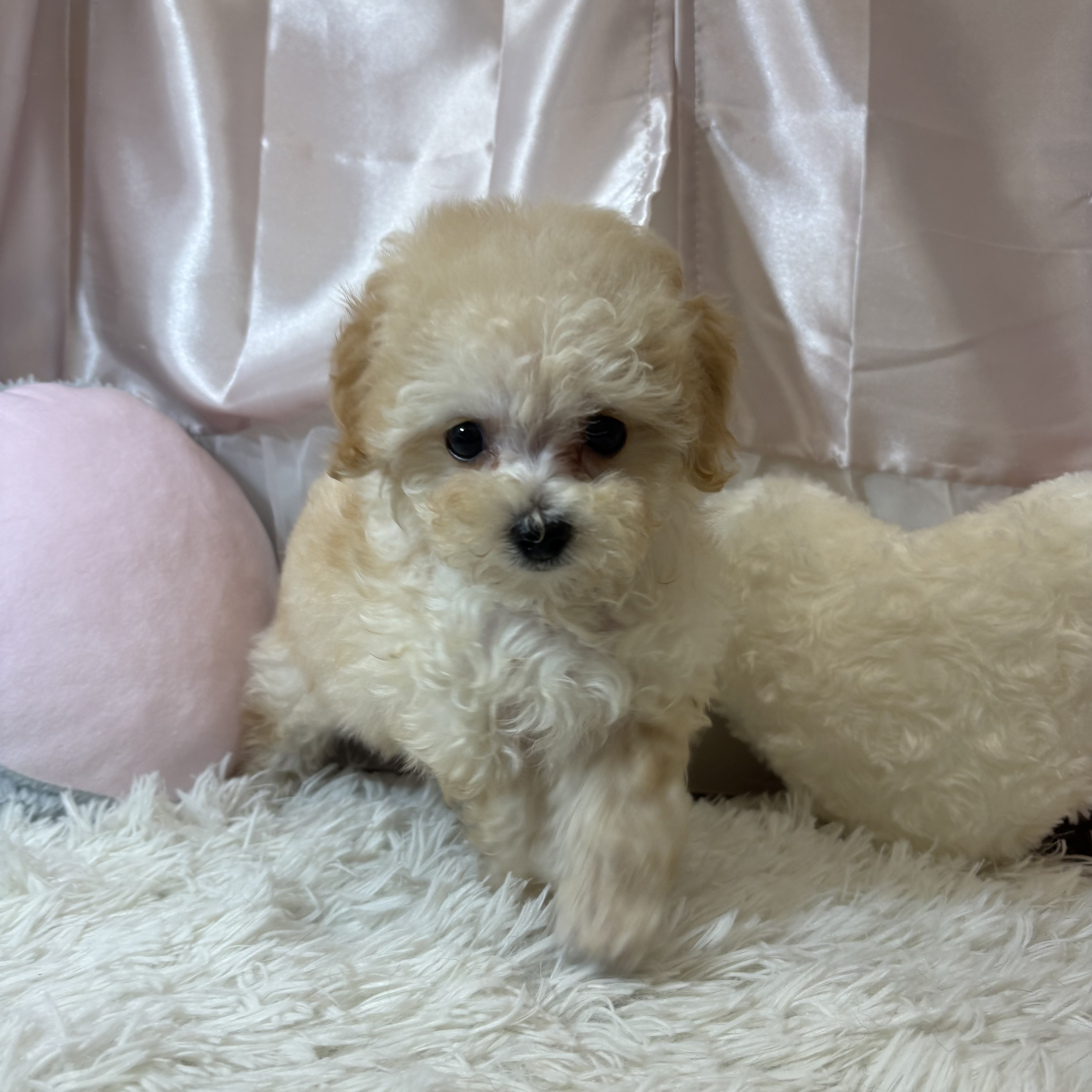 兵庫県のマルプー(マルチーズ×プードル) (犬の家＆猫の里カナート西神戸店/2026年6月20日生まれ/女の子/クリームホワイト)の子犬の2枚目の画像