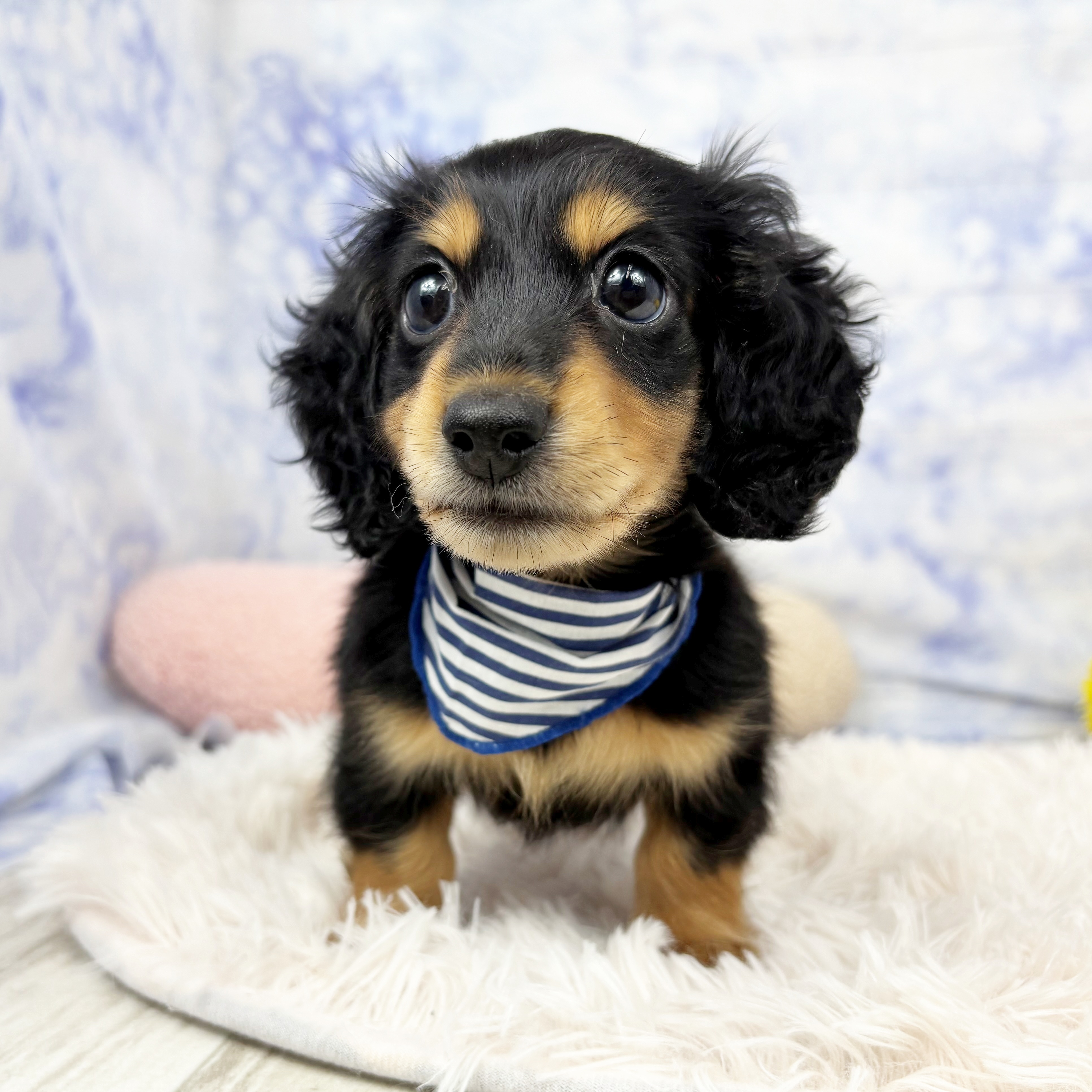 兵庫県のミニチュアダックスフンド(ロング) (犬の家＆猫の里川西店/2026年6月18日生まれ/男の子/ブラックタン)の子犬の2枚目の画像