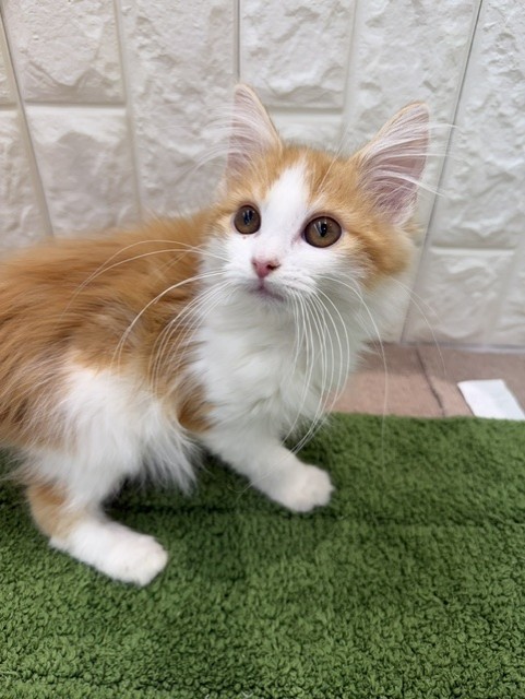 岡山県のノルウェージャンフォレストキャット (犬の家＆猫の里倉敷店/2026年6月19日生まれ/女の子/レッドタビーホワイト)の子猫の2枚目の画像