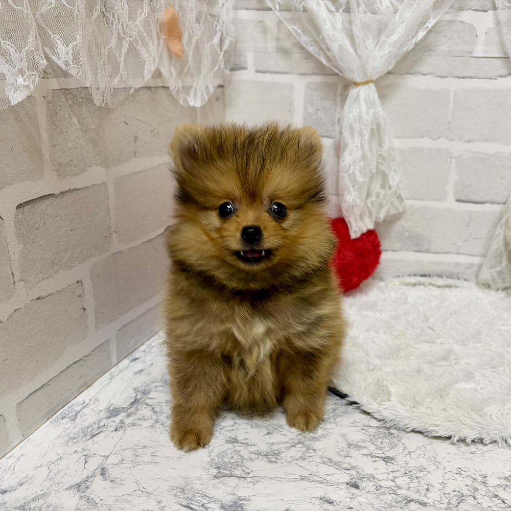京都府のポメラニアン (犬の家＆猫の里京都精華店/2026年6月13日生まれ/男の子/オレンジ)の子犬の2枚目の画像