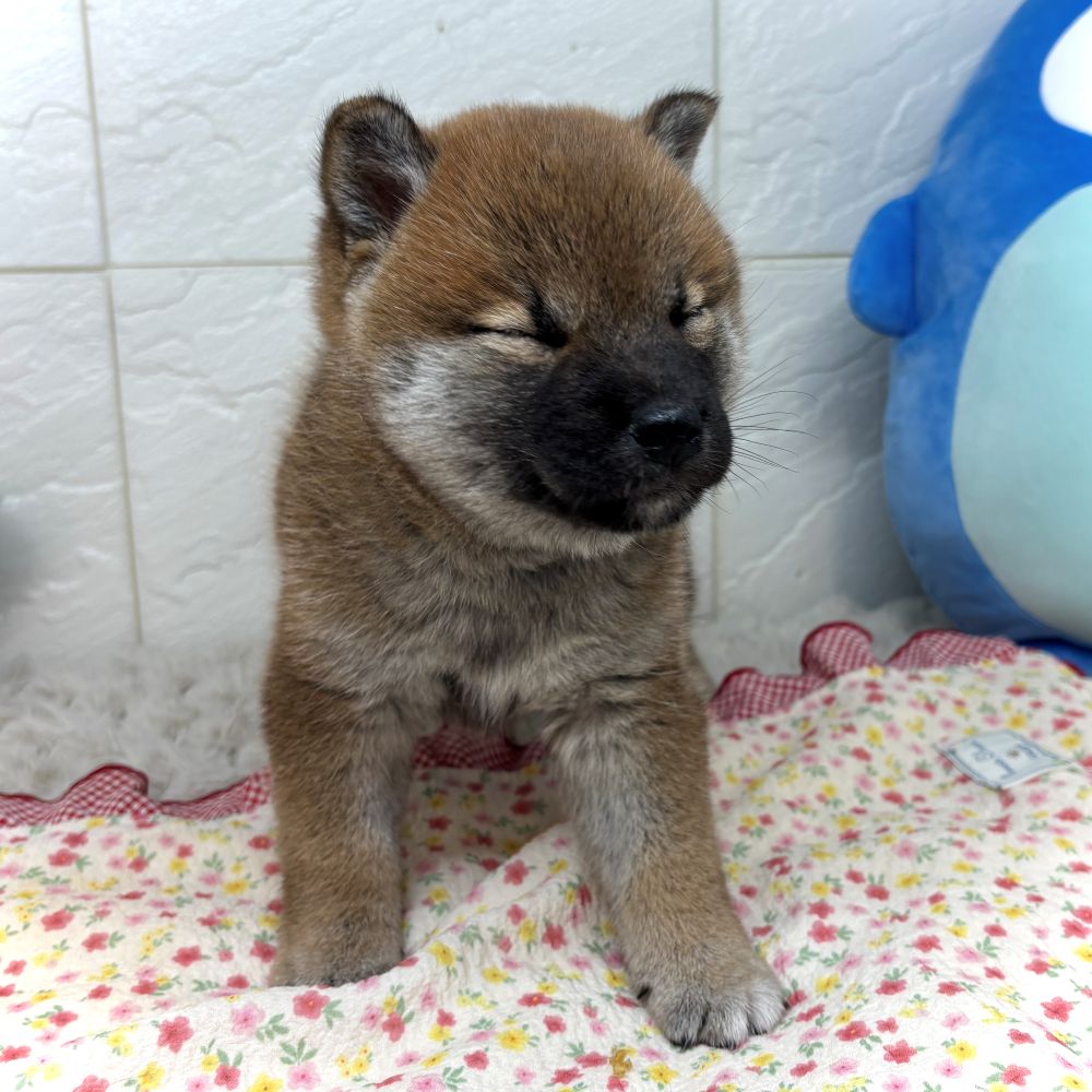 兵庫県の柴犬(標準サイズ) (犬の家＆猫の里ゆめタウン姫路店/2026年6月20日生まれ/女の子/赤)の子犬の2枚目の画像