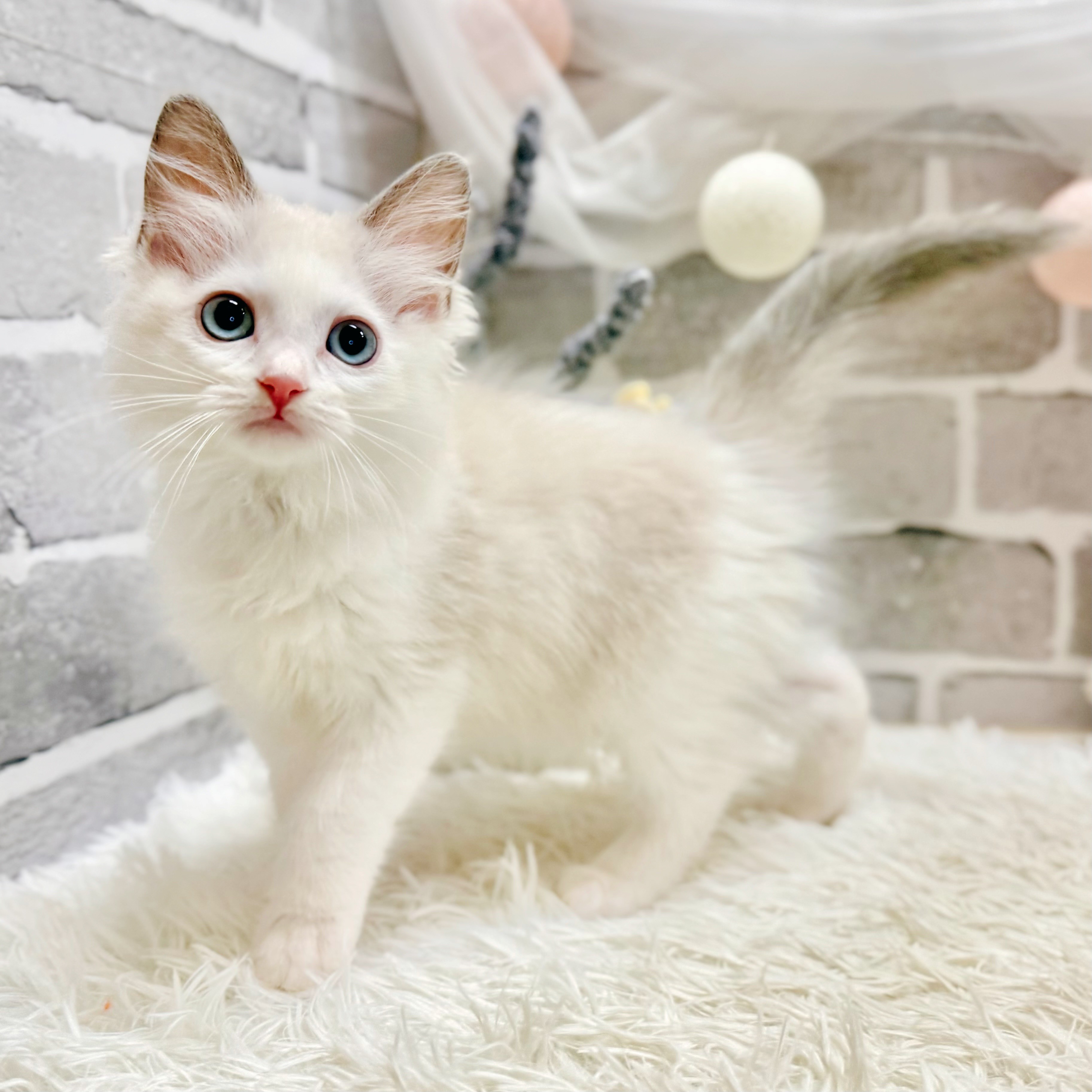兵庫県のラグドール (犬の家＆猫の里神戸店/2026年6月18日生まれ/女の子/ブルーポイントバイカラー)の子猫の2枚目の画像
