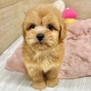 大阪府のペキプー(ペキニーズ×プードル) (犬の家＆猫の里そよら東岸和田店/2026年6月20日生まれ/男の子/アプリコット)の子犬の1枚目の画像