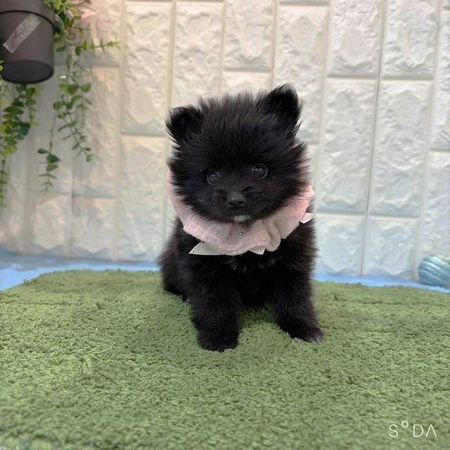 岡山県のポメラニアン (犬の家＆猫の里倉敷店/2026年6月20日生まれ/女の子/ブラック)の子犬の2枚目の画像