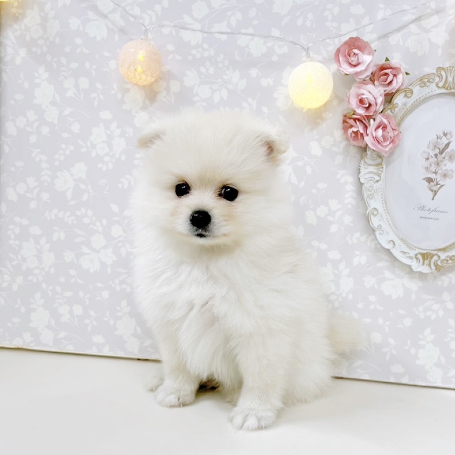 富山県のポメラニアン (犬の家＆猫の里アミーゴ高岡蓮花寺店/2026年6月21日生まれ/女の子/クリーム)の子犬の1枚目の画像