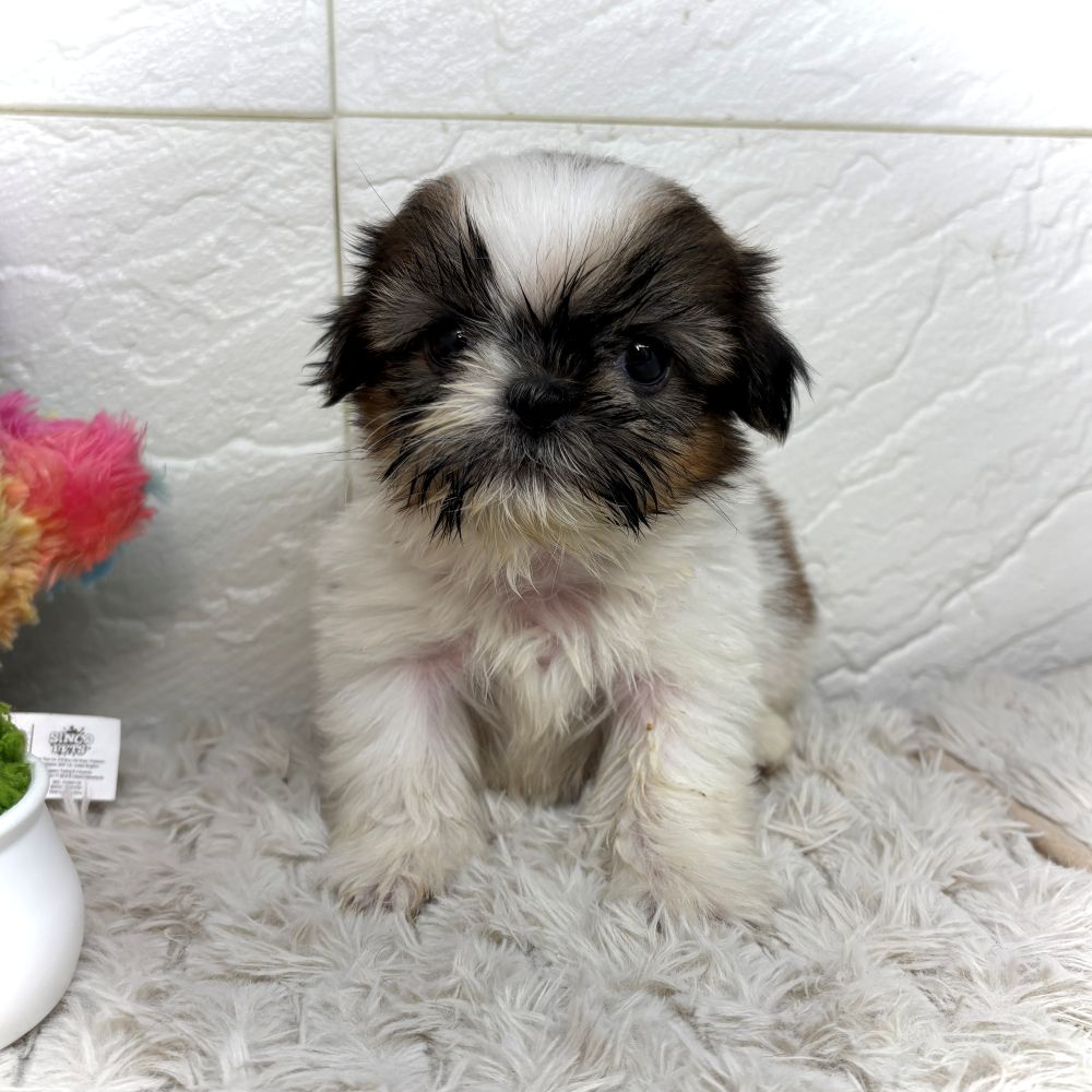 兵庫県のシーズー (犬の家＆猫の里ゆめタウン姫路店/2026年6月20日生まれ/男の子/ゴールドホワイト)の子犬の1枚目の画像