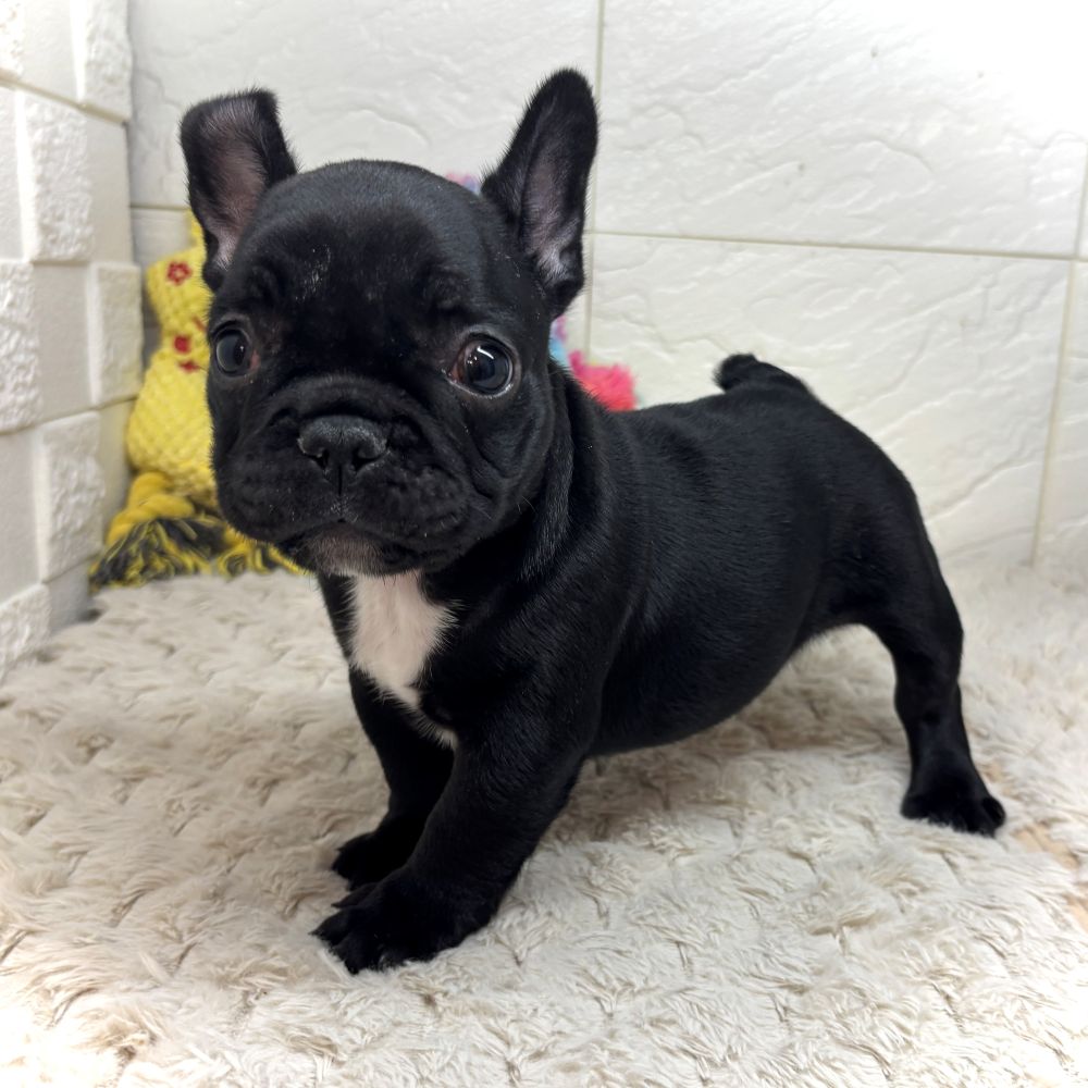 兵庫県のフレンチブルドッグ (犬の家＆猫の里ゆめタウン姫路店/2026年6月12日生まれ/男の子/ブリンドル)の子犬の1枚目の画像