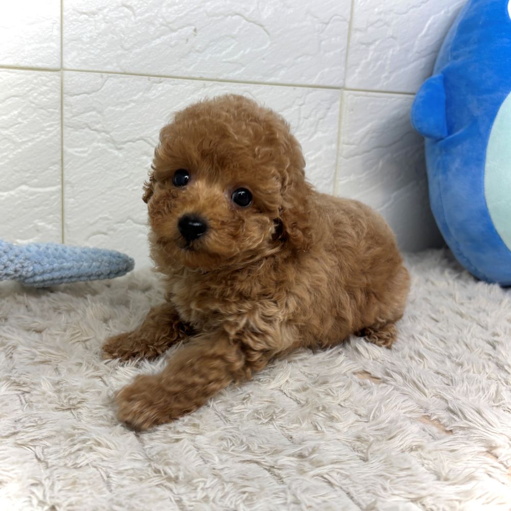 兵庫県のトイプードル(トイ) (犬の家＆猫の里ゆめタウン姫路店/2026年6月18日生まれ/男の子/オレンジフォーン)の子犬の1枚目の画像
