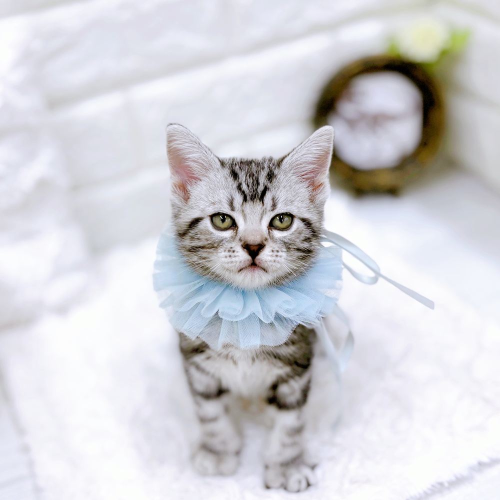 アメショーcatページ アメショーcat様 アメショーcatページ シルバー系