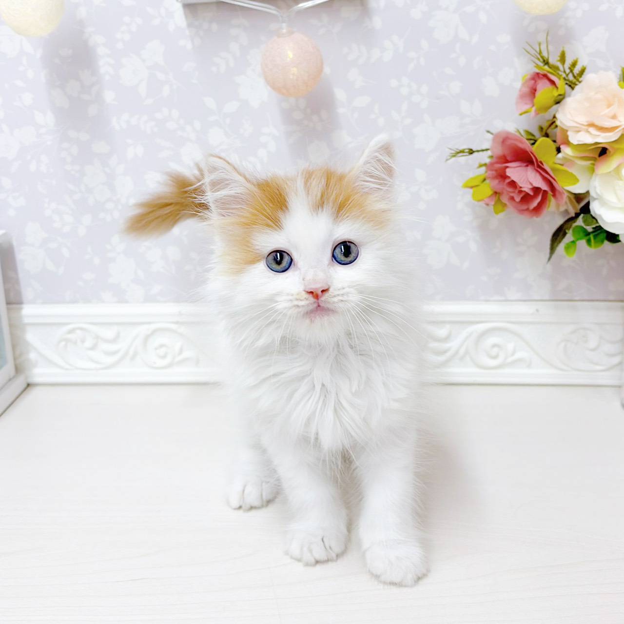 富山県のスコティッシュフォールド (犬の家＆猫の里アミーゴ山室店/2026年6月18日生まれ/男の子/レッドタビーホワイト)の子猫の1枚目の画像