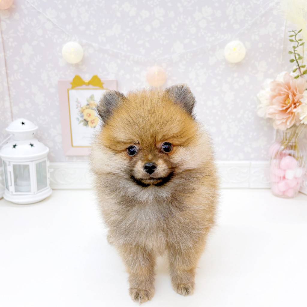 富山県のポメラニアン (犬の家＆猫の里富山店/2026年6月21日生まれ/男の子/オレンジセーブル)の子犬の1枚目の画像