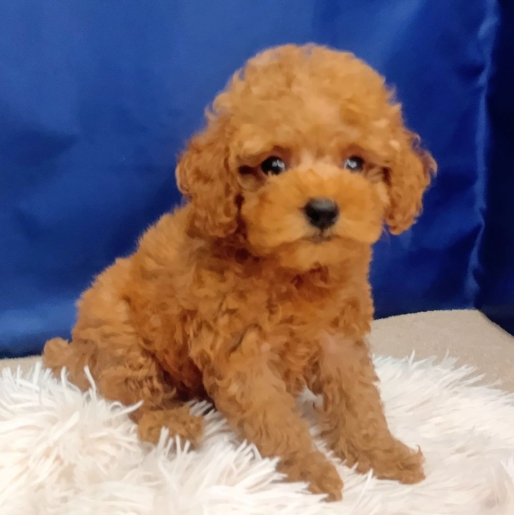 岐阜県のトイプードル(トイ) (犬の家＆猫の里中津川店/2026年6月20日生まれ/男の子/レッド)の子犬の2枚目の画像
