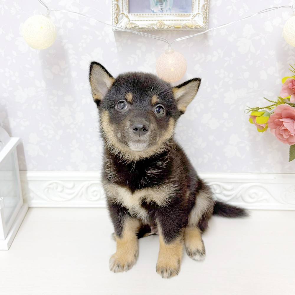 富山県の柴犬(標準サイズ) (犬の家＆猫の里アミーゴ山室店/2026年6月22日生まれ/男の子/黒)の子犬の1枚目の画像