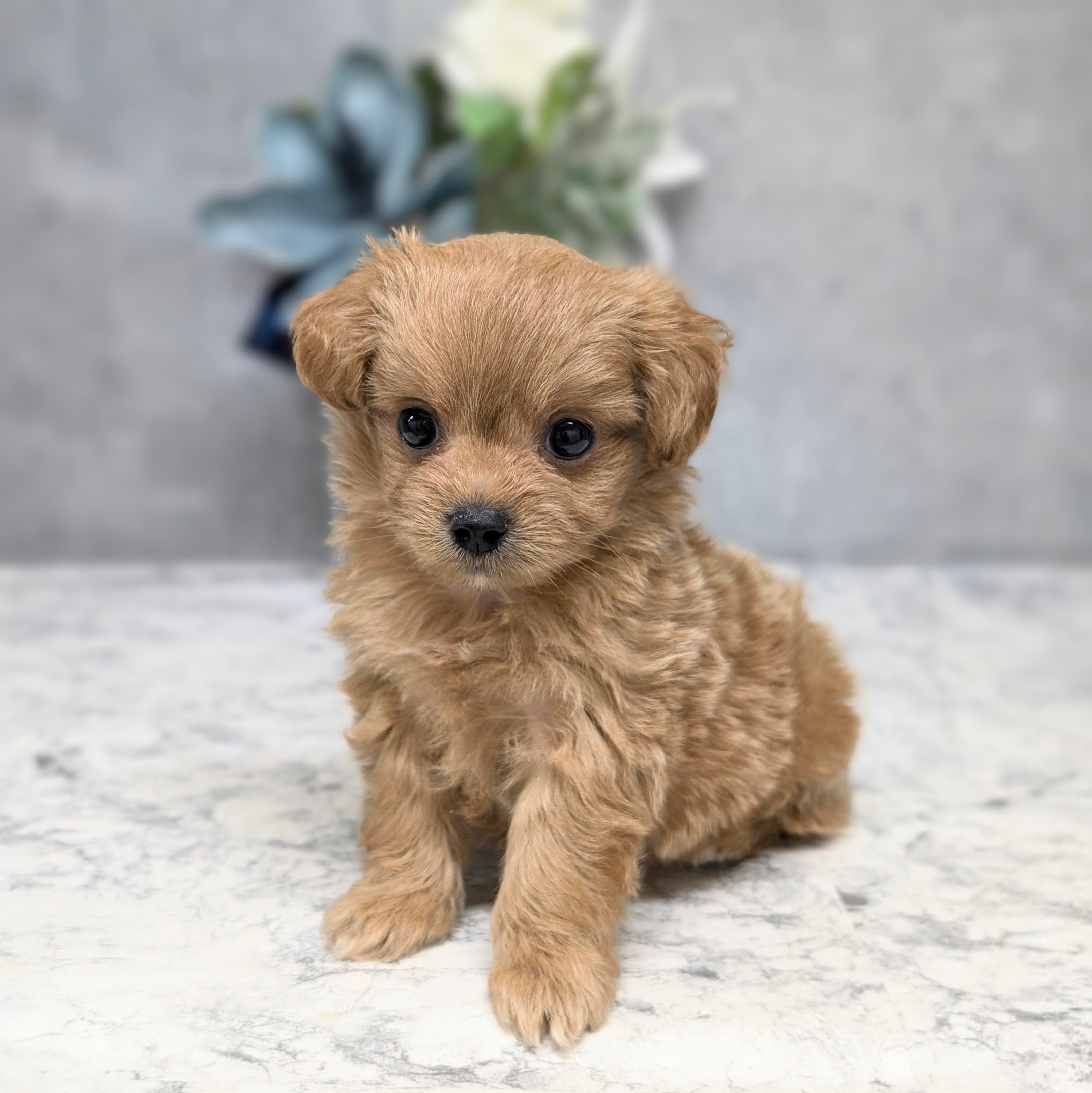 愛知県のチワプー/プーチー(チワワ×プードル) (犬の家＆猫の里安城店/2026年6月22日生まれ/男の子/レッド)の子犬の1枚目の画像