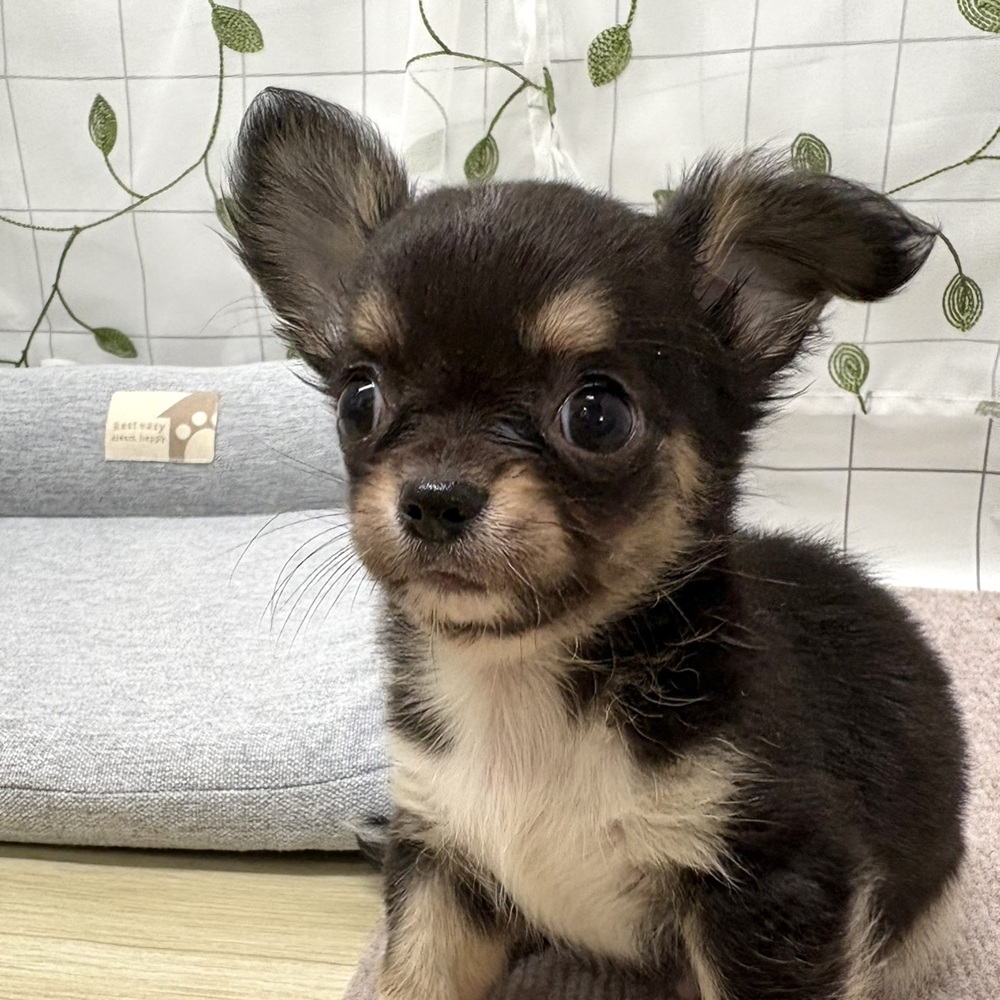 長野県のチワワ(ロング) (犬の家＆猫の里塩尻店/2026年6月23日生まれ/男の子/ブラックタン)の子犬の2枚目の画像