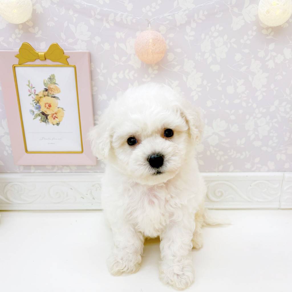 富山県のビションフリーゼ (犬の家＆猫の里富山店/2026年6月22日生まれ/男の子/ホワイト)の子犬の1枚目の画像