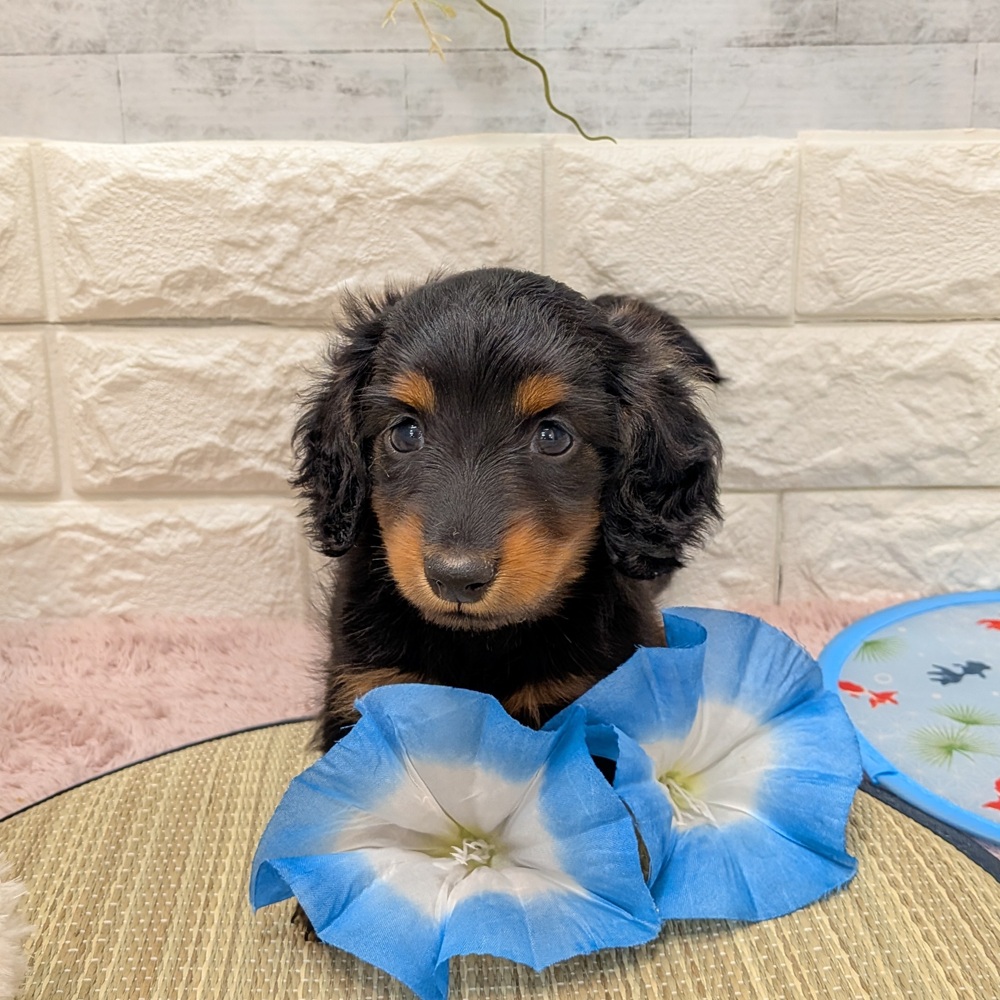 静岡県のミニチュアダックスフンド(ロング) (犬の家＆猫の里プレ葉ウォーク浜北店/2026年6月22日生まれ/女の子/ブラックタン)の子犬の2枚目の画像