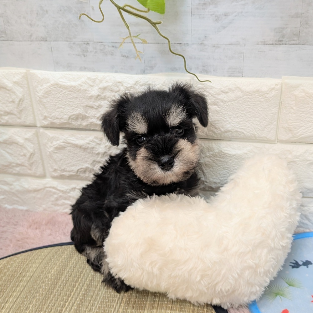 静岡県のミニチュアシュナウザー (犬の家＆猫の里プレ葉ウォーク浜北店/2026年6月23日生まれ/男の子/ブラックシルバー)の子犬の2枚目の画像