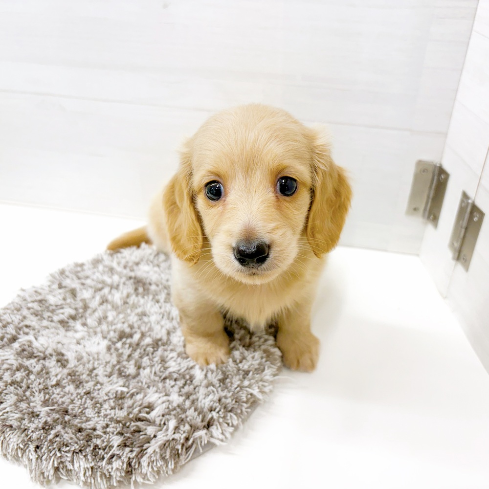 石川県のミニチュアダックスフンド(ロング) (犬の家＆猫の里アミーゴ金沢おこばた店/2026年6月21日生まれ/女の子/イエロー)の子犬の2枚目の画像