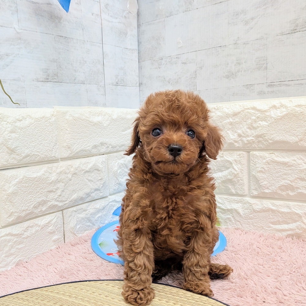 静岡県のトイプードル(トイ) (犬の家＆猫の里プレ葉ウォーク浜北店/2026年6月20日生まれ/男の子/レッド)の子犬の2枚目の画像