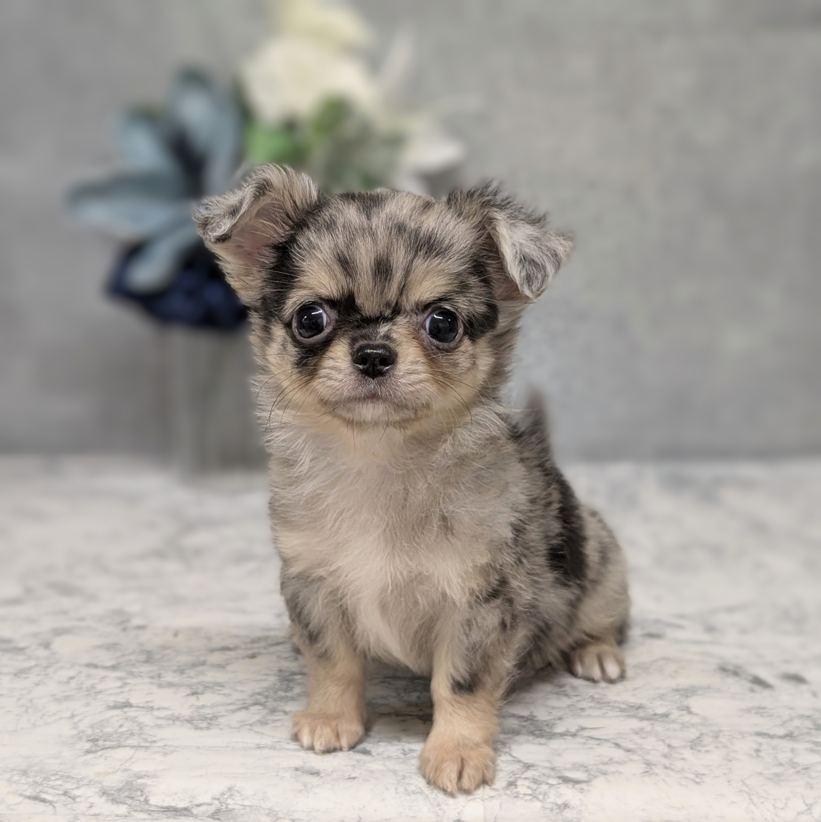 愛知県のチワワ(ロング) (犬の家＆猫の里安城店/2026年6月22日生まれ/男の子/ブルーマールタン)の子犬の1枚目の画像