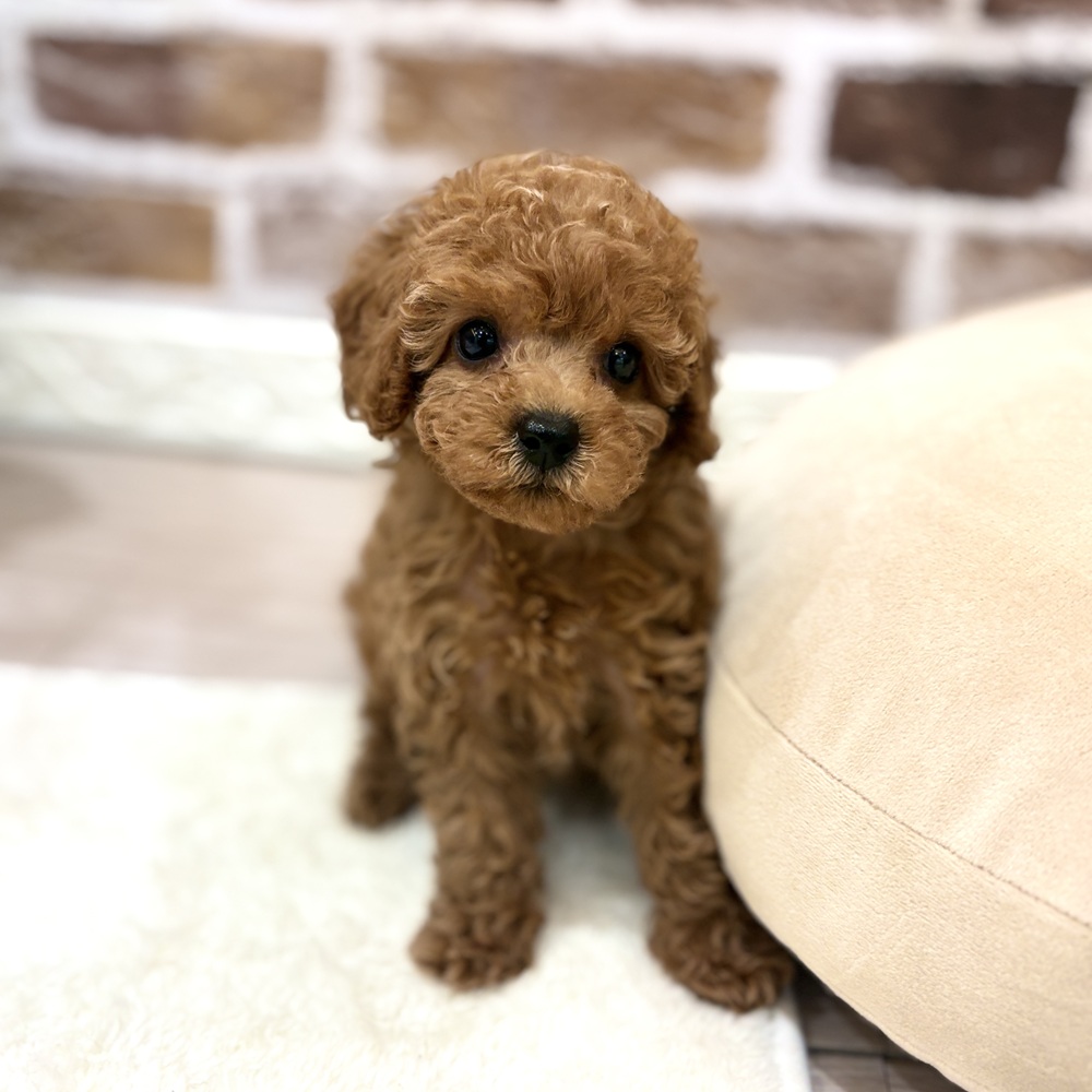 三重県のトイプードル(トイ) (犬の家＆猫の里三重桑名店/2026年6月21日生まれ/女の子/レッドフォーン)の子犬の1枚目の画像