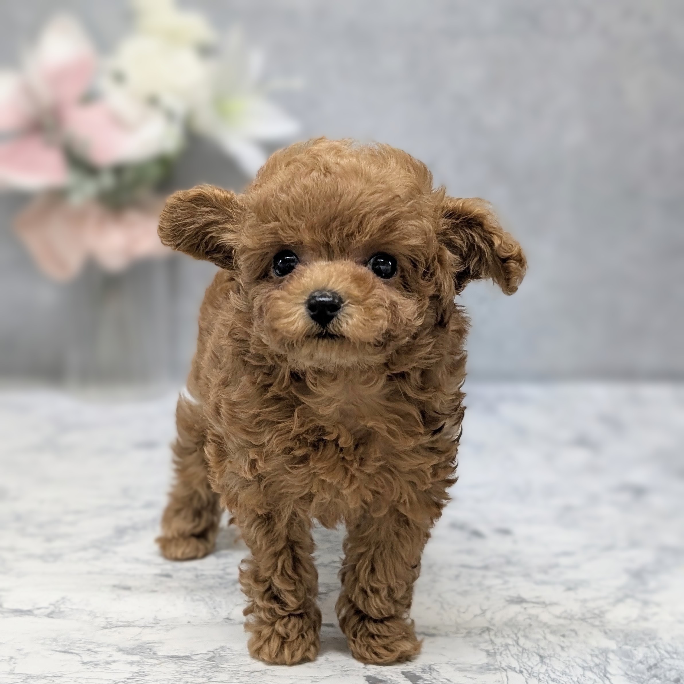 愛知県のトイプードル(ティーカップ) (犬の家＆猫の里安城店/2026年6月20日生まれ/女の子/アプリコット)の子犬の2枚目の画像