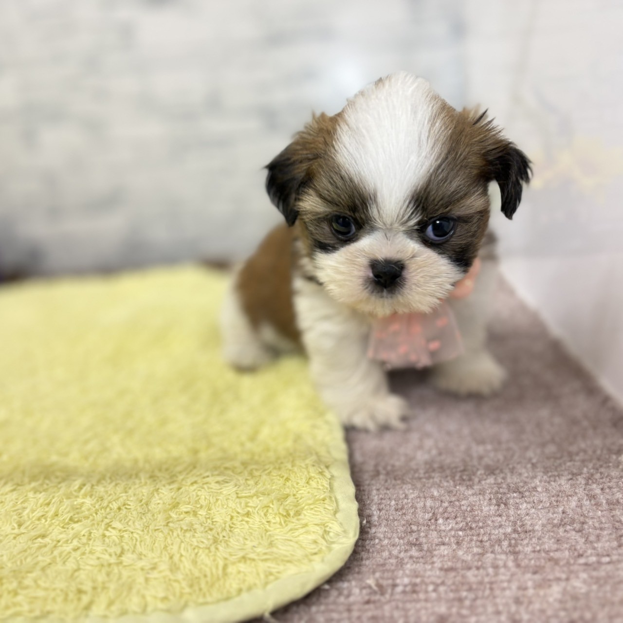 長野県のシーズー (犬の家＆猫の里長野店/2026年6月20日生まれ/男の子/ホワイトゴールド)の子犬の2枚目の画像