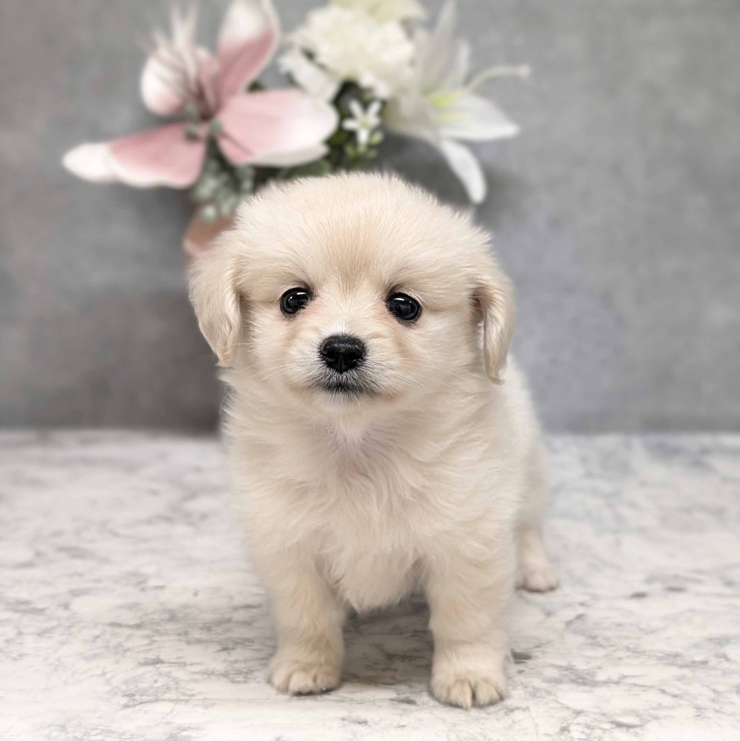 ハーフ犬女の子の写真
