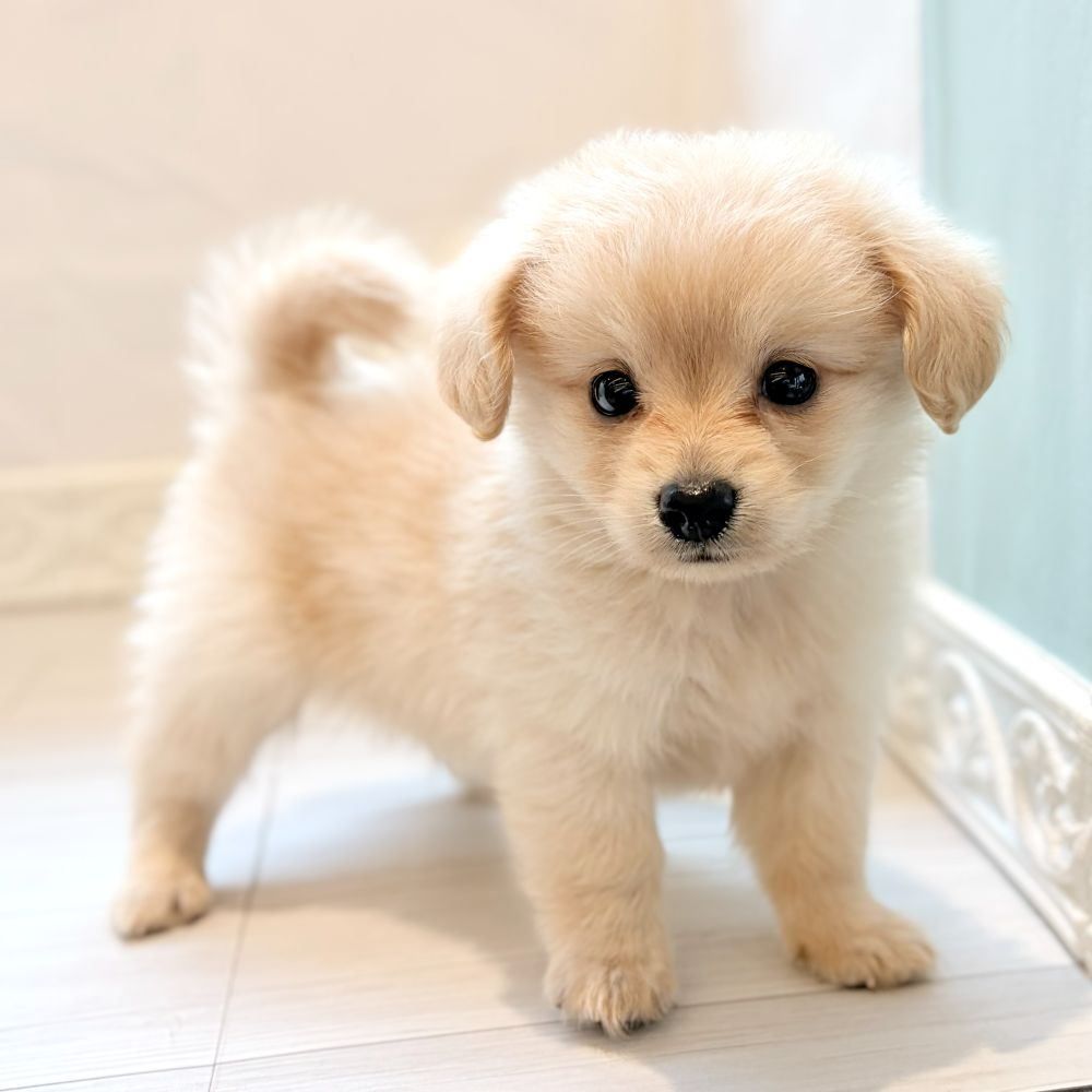 愛知県のポメックス(ポメラニアン×ダックス) (犬の家＆猫の里春日井本店/2026年6月21日生まれ/男の子/クリーム)の子犬の2枚目の画像