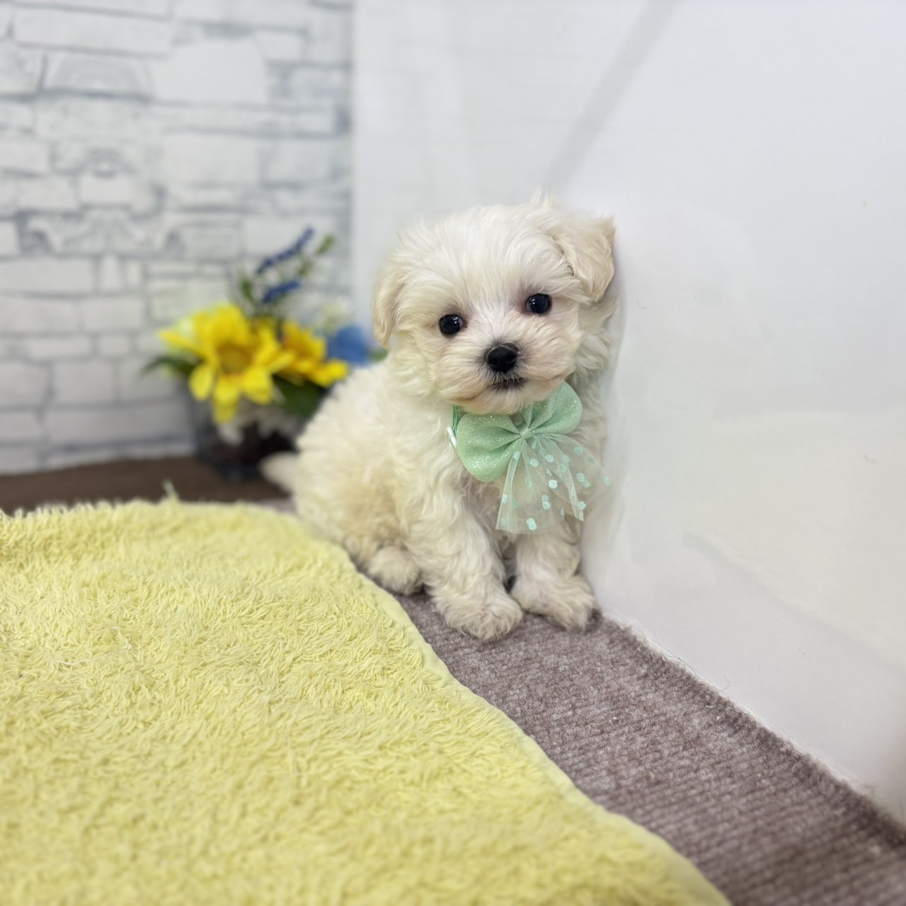 長野県のハーフ犬・ミックス犬 (犬の家＆猫の里長野店/2026年6月18日生まれ/男の子/ホワイト)の子犬の2枚目の画像