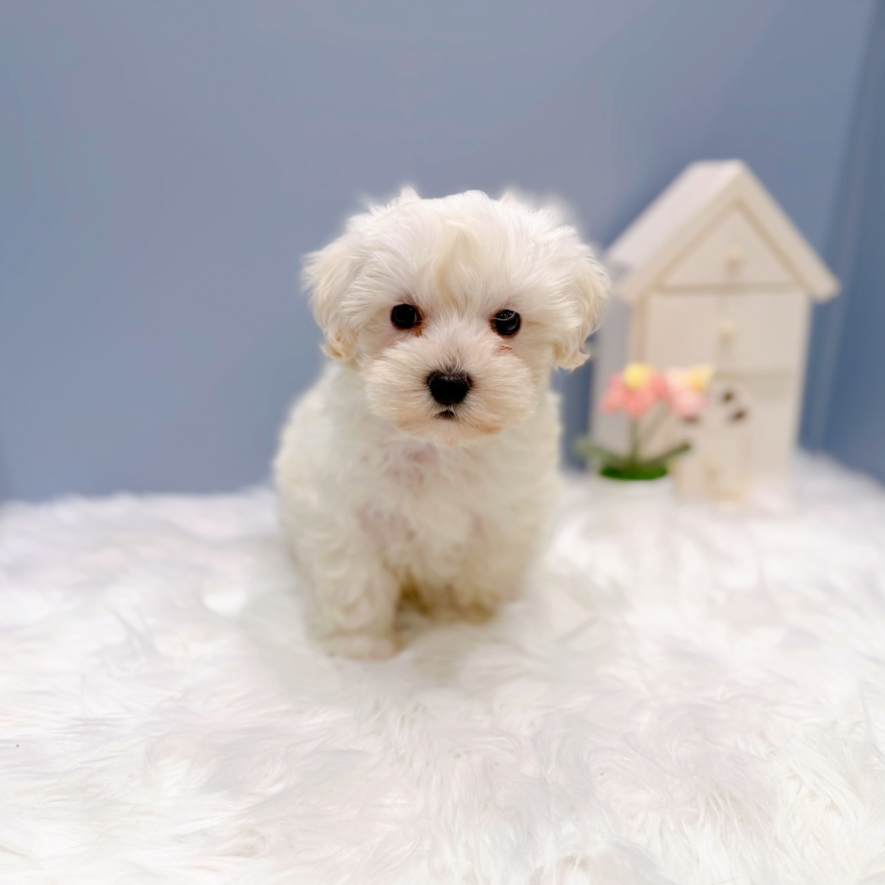 愛知県のハーフ犬・ミックス犬 (犬の家＆猫の里岡崎店/2026年6月18日生まれ/男の子/ホワイト)の子犬の1枚目の画像