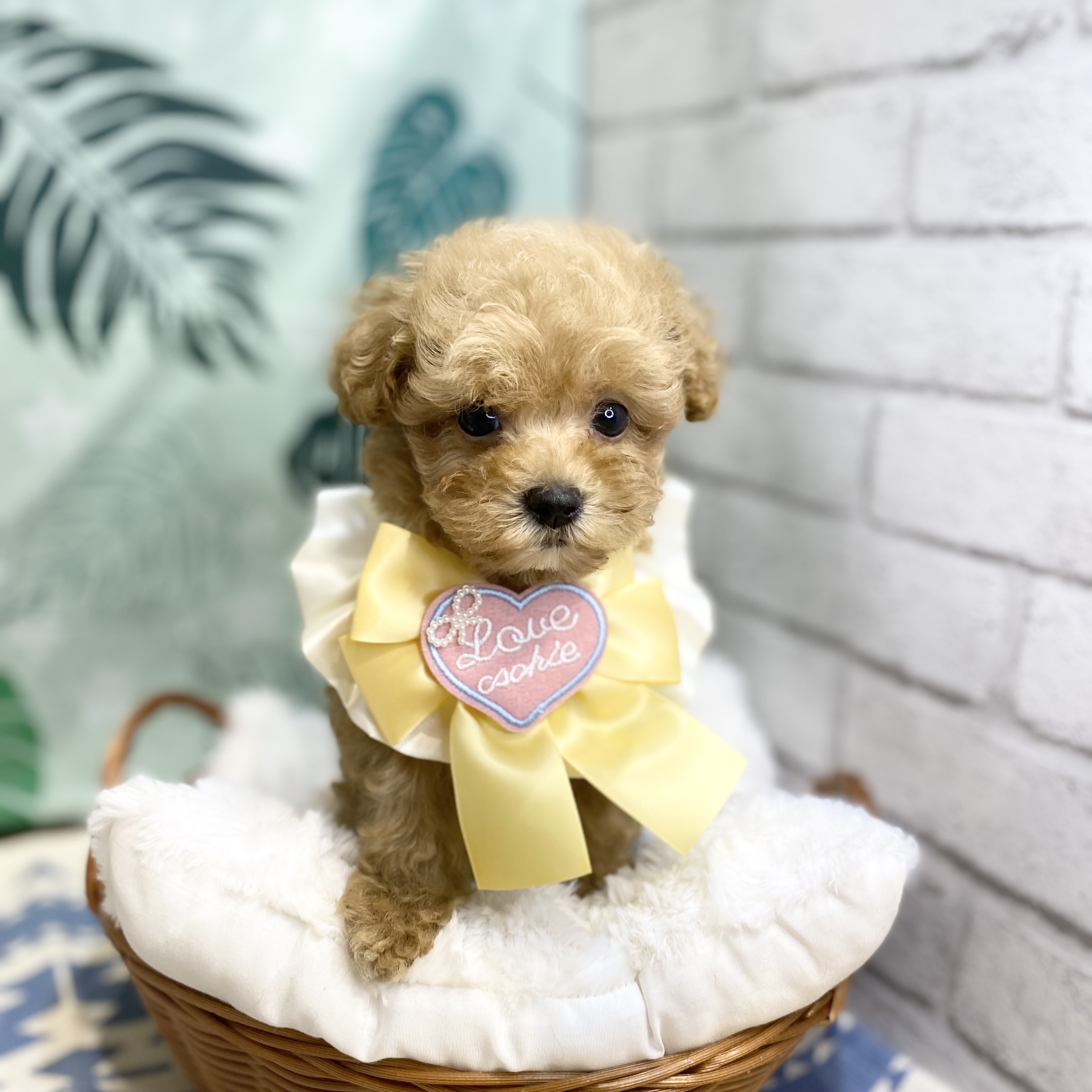 長野県のマルプー(マルチーズ×プードル) (犬の家＆猫の里カインズ梓川店/2026年6月20日生まれ/女の子/アプリコット)の子犬の1枚目の画像