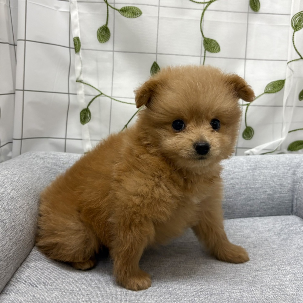 長野県のポメプー(ポメラニアン×プードル) (犬の家＆猫の里塩尻店/2026年6月20日生まれ/男の子/アプリコット)の子犬の2枚目の画像