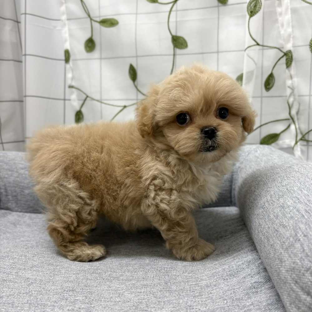 長野県のペキプー(ペキニーズ×プードル) (犬の家＆猫の里塩尻店/2026年6月22日生まれ/男の子/クリーム)の子犬の2枚目の画像