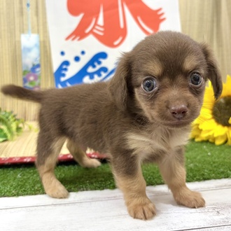 神奈川県のチワックス(チワワ×ダックス) (犬の家＆猫の里小田原店/2026年6月23日生まれ/男の子/チョコレートタンホワイト)の子犬の1枚目の画像