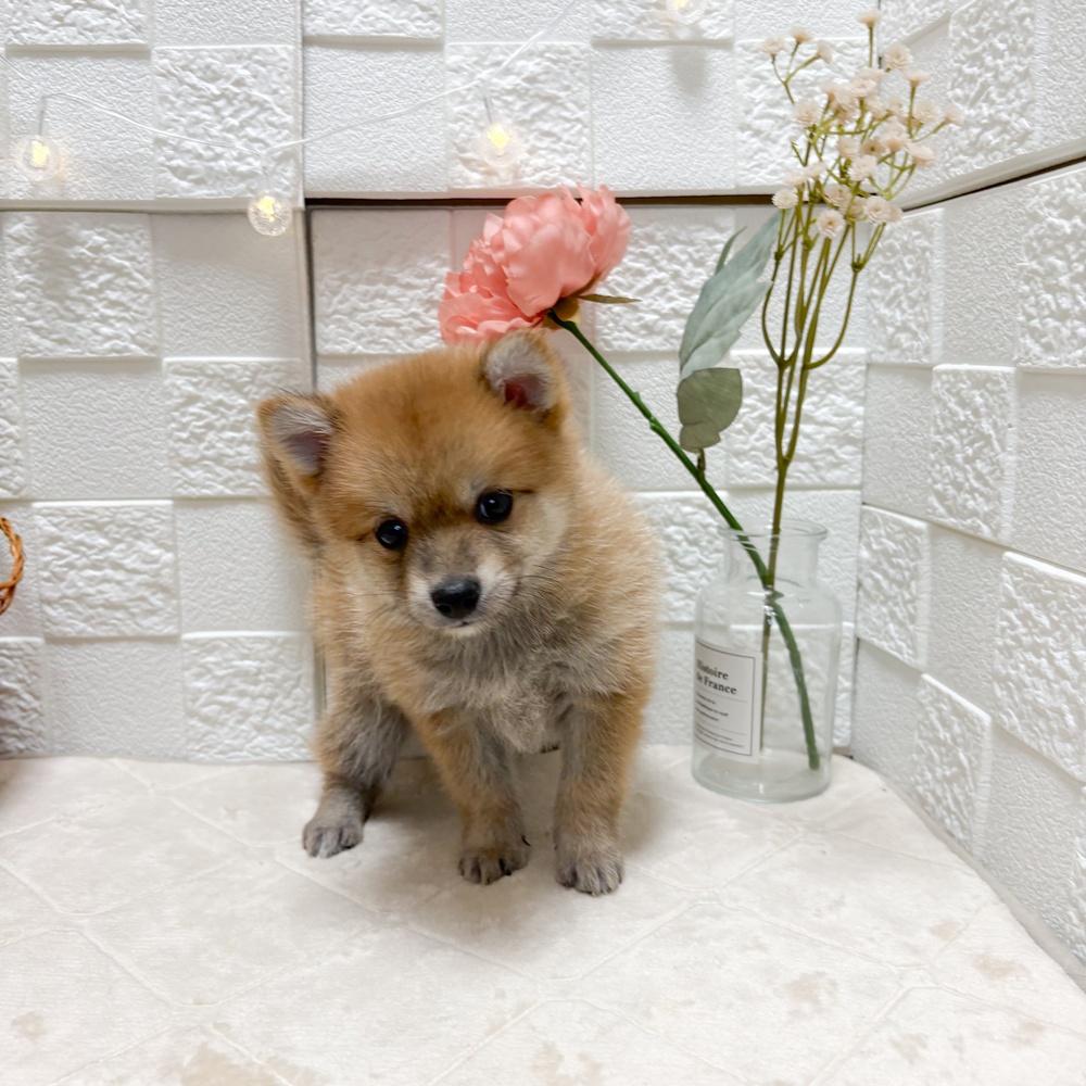 東京都のポメ柴/豆ポメ/ポメ豆柴(ポメラニアン×柴犬) (犬の家＆猫の里ペットフォレスト小平店/2026年6月20日生まれ/男の子/赤)の子犬の2枚目の画像