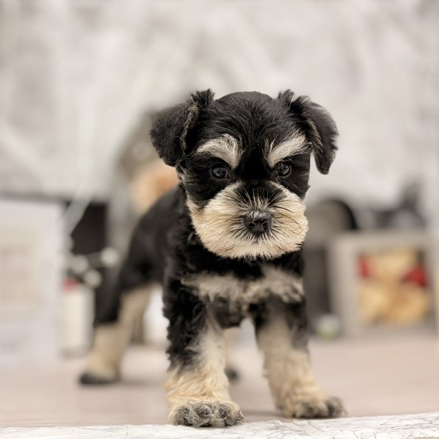 千葉県のミニチュアシュナウザー (犬の家＆猫の里ワンズモール稲毛店/2026年6月23日生まれ/男の子/ブラックシルバー)の子犬の1枚目の画像