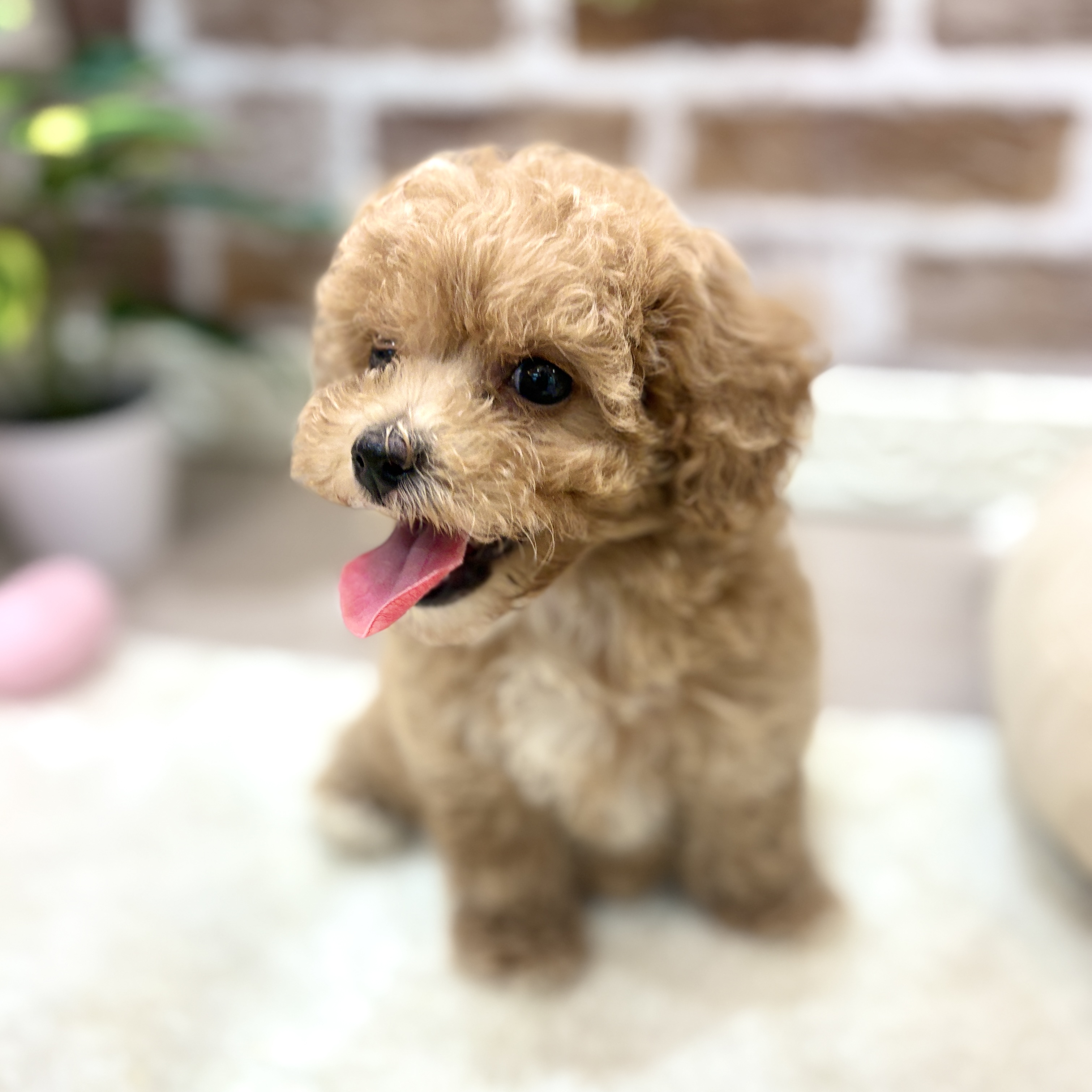 三重県のビションプー(ビションフリーゼ×プードル) (犬の家＆猫の里三重桑名店/2026年6月20日生まれ/女の子/クリーム)の子犬の2枚目の画像