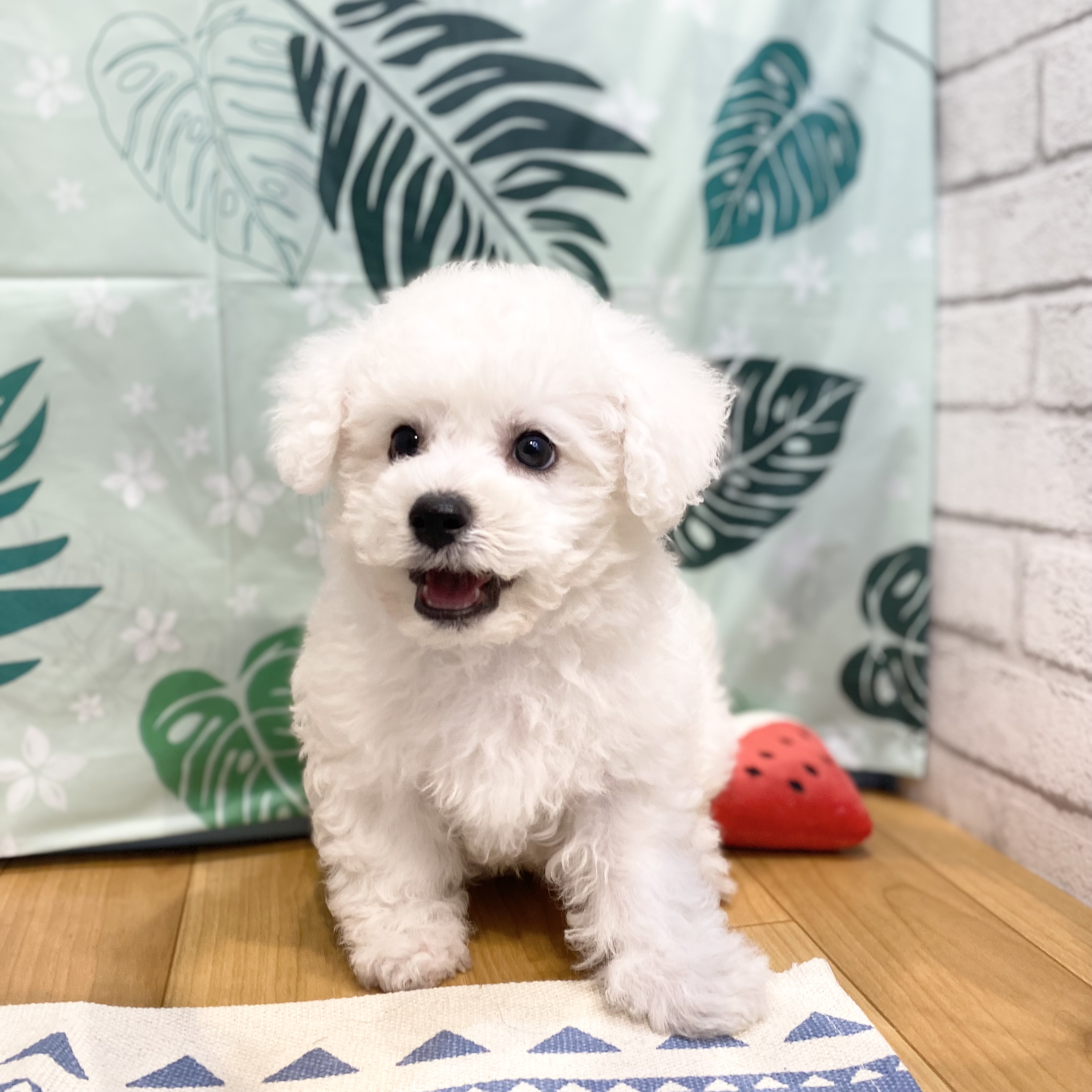 長野県のビションフリーゼ (犬の家＆猫の里カインズ梓川店/2026年6月22日生まれ/男の子/ホワイト)の子犬の2枚目の画像