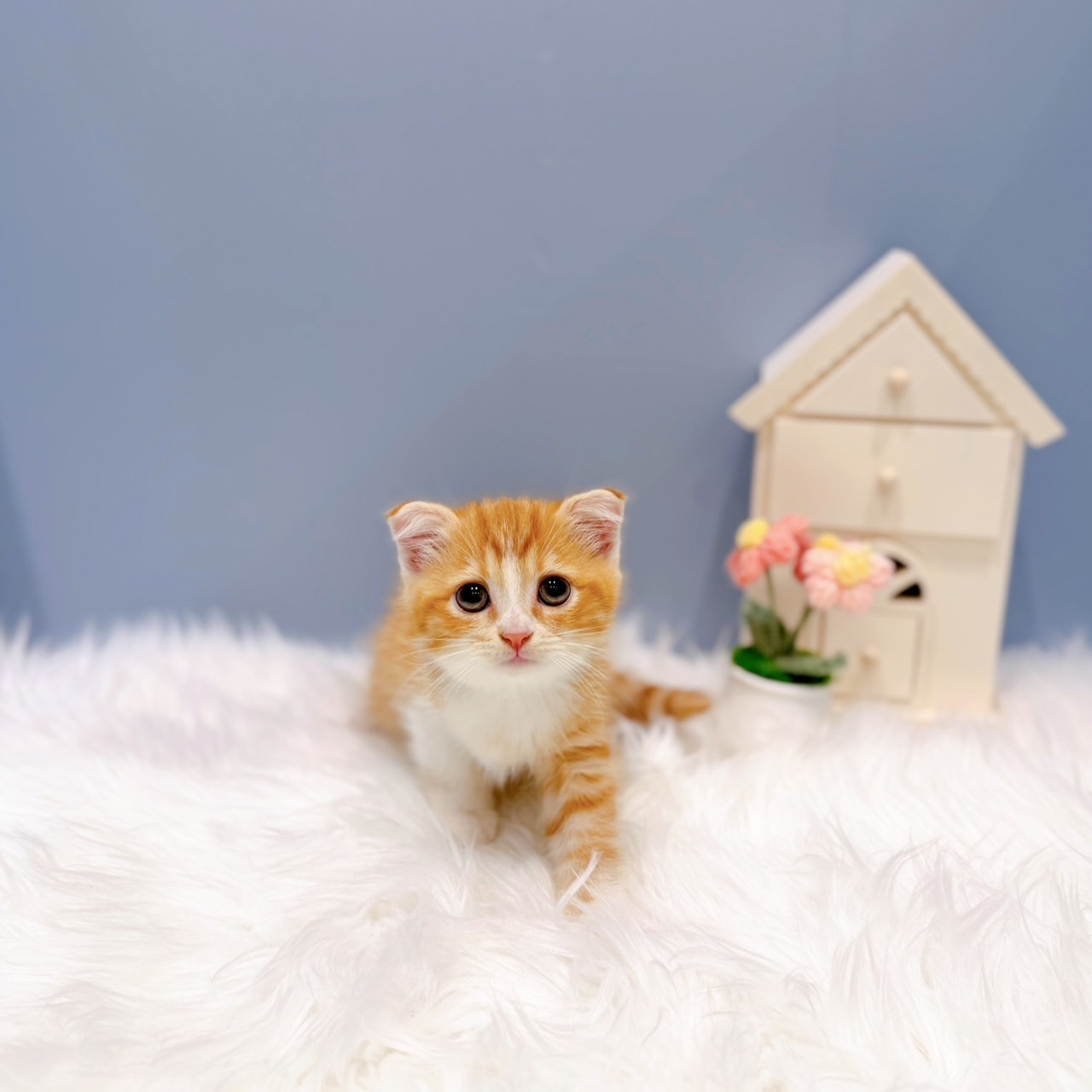 愛知県のスコティッシュフォールド (犬の家＆猫の里岡崎店/2026年6月19日生まれ/男の子/レッドタビーホワイト)の子猫の1枚目の画像