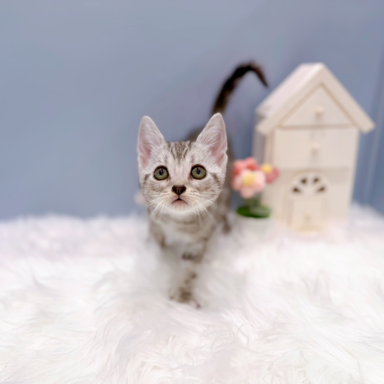岡崎市(愛知県)のアメリカンショートヘアーの子猫|ペットミー