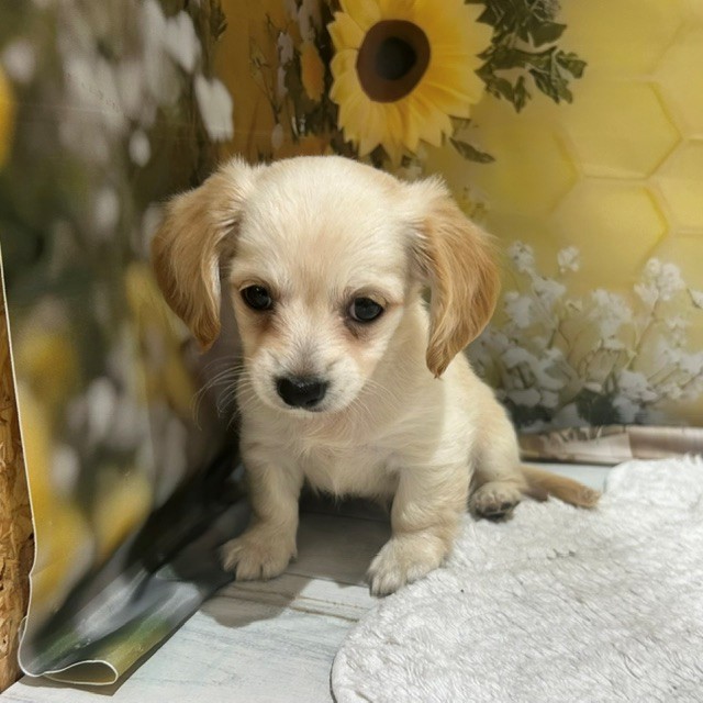 福岡県のチワックス(チワワ×ダックス) (犬の家＆猫の里トリアス久山店/2026年6月21日生まれ/女の子/ホワイトクリーム)の子犬の2枚目の画像