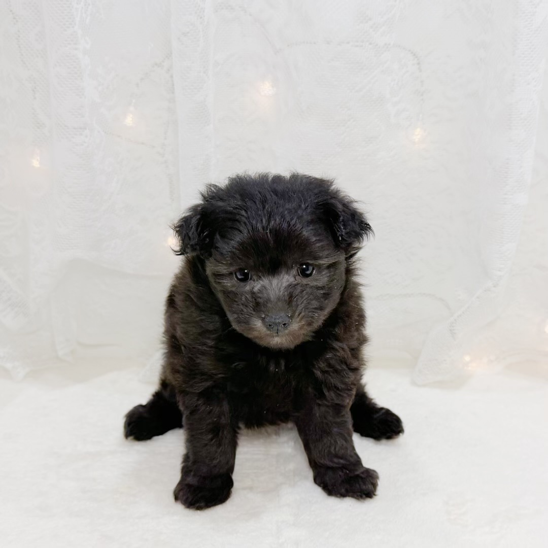 千葉県のポメプー(ポメラニアン×プードル) (犬の家＆猫の里BIGHOPガーデンモール印西店/2026年6月23日生まれ/女の子/ブラック)の子犬の2枚目の画像