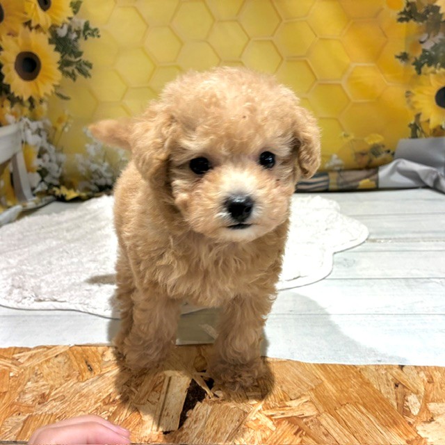 福岡県のトイプードル(トイ) (犬の家＆猫の里トリアス久山店/2026年6月23日生まれ/男の子/クリーム)の子犬の2枚目の画像
